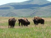 Hi Mountain Bison & Buffalo Hunts image 3