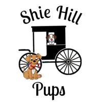 Shie Hill Pups image 1