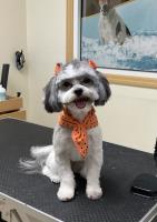 Hachi Dog Grooming and Boutique image 3