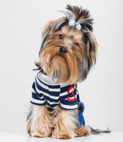Hachi Dog Grooming and Boutique image 4