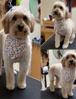 Hachi Dog Grooming and Boutique image 5