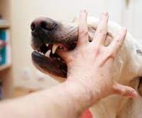 Dog Bite Injuries Lawyer Palm Springs image 1