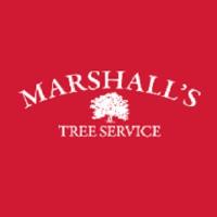 Marshalls Tree Service & Firewood, Inc. image 1