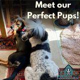 Perfect Pup LLC image 5