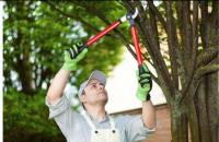 Year Round Yonkers Tree Removal Service image 1