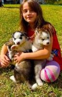 Siberian Huskies Puppies Golden Retrievers image 1
