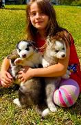 Siberian Huskies Puppies Golden Retrievers image 2