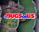 Its Bugs Or Us - Dallas logo