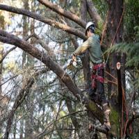 Tree Squad Pembroke Pines image 4
