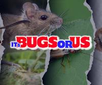It's Bugs or Us Pest Control - Springtown image 1
