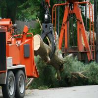 Strong Tree Services image 2