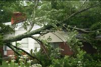 Strong Tree Services image 12