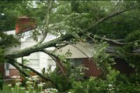 Strong Tree Services image 14