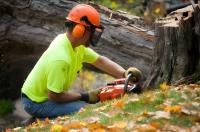 Strong Tree Services image 19