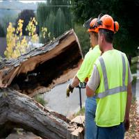 Strong Tree Services image 3
