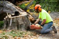 Strong Tree Services image 8