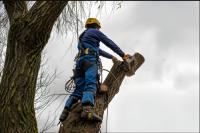 Strong Tree Services image 9