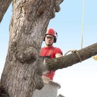 Affordable Tree Service Charlotte image 2