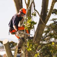 Affordable Tree Service Charlotte image 3