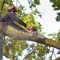 Affordable Tree Service Charlotte image 5