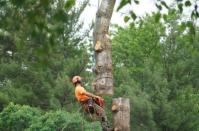Livonia Tree Service Company image 7