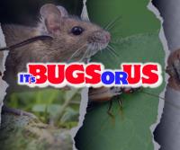 It's Bugs Or Us Pest Control - Houston image 1