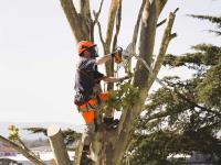 6d Tree Service LLC image 2