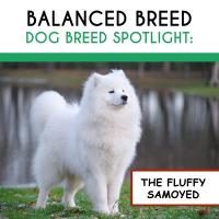 Balanced Breed image 3