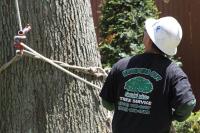 Tree Cutting & Trimming Tree Service Plainview image 4