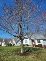 Cookeville Tree Service image 2