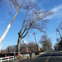 APM Tree Service In Port Murray image 2