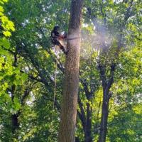 APM Tree Service In Port Murray image 3