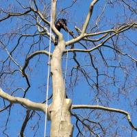 APM Tree Service In Port Murray image 4