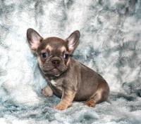 San Diego French Bulldogs image 1