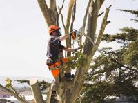 6d Tree Service LLC image 11