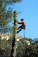 Anderson Tree Services image 3