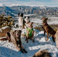 Flash Dog Training Broomfield Colorado image 3