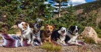 Flash Dog Training Broomfield Colorado image 1