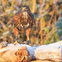 ScAIR Force Falconry & Bird Abatement image 2