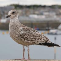 ScAIR Force Falconry & Bird Abatement image 4