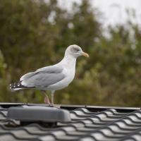 ScAIR Force Falconry & Bird Abatement image 14