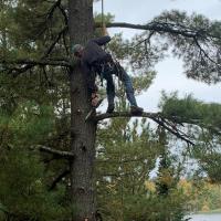 NATURE SKY TREE SERVICE image 3