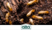 Alta Pest Control image 3