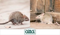 Alta Pest Control image 4