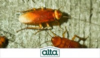 Alta Pest Control image 5