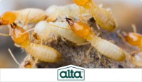 Alta Pest Control image 12