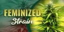 Marijuana Seeds logo