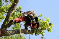  Tree Services Modesto Ca image 5