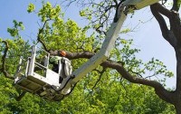  Tree Services Modesto Ca image 1