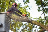  Tree Services Modesto Ca image 3